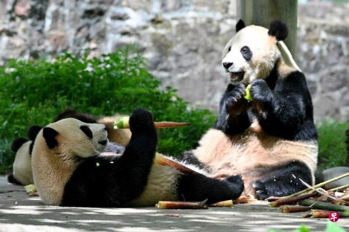 重启熊猫外交 王毅称中美关系向好
