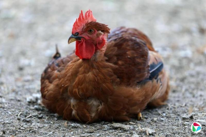 美国患者感染禽流感H5N5病毒病故 全球首例