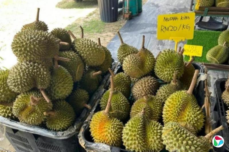 马国榴梿爆量 联邦农业销售局出手收购稳价