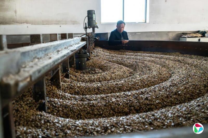 云南咖啡去年出口至43个国家地区