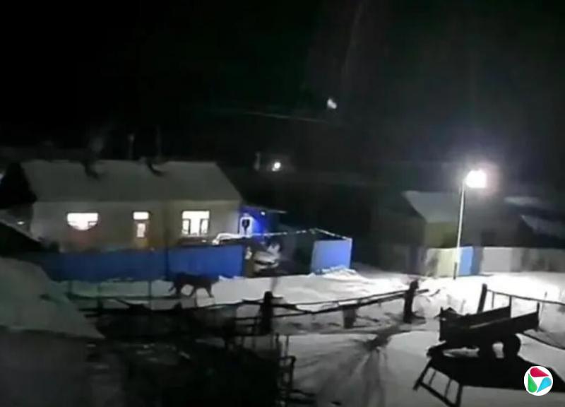 东北虎进村 黑龙江一地发紧急通知
