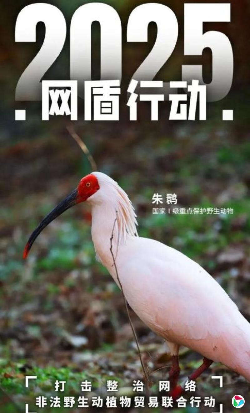 中国查处5800余起野生动植物案件