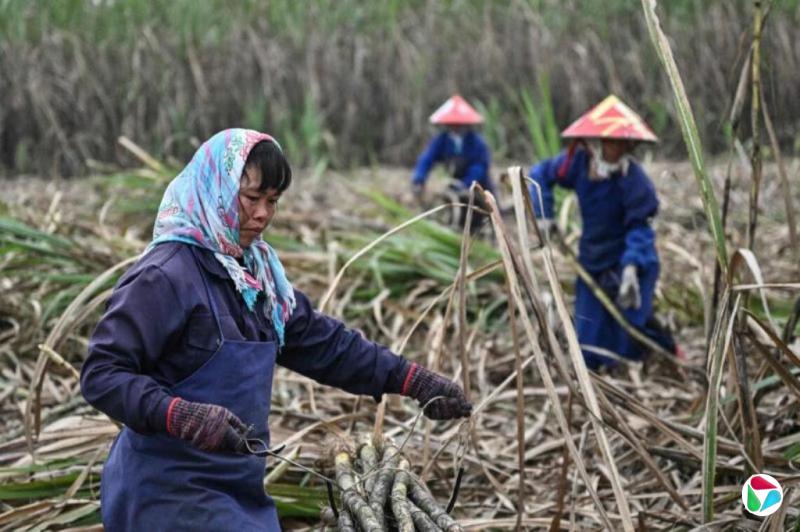 李强要求提升粮食产能 高水平保障重要农产品稳定供给