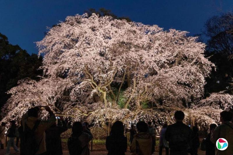 日本4月起收紧归化政策 需住满10年才可申请