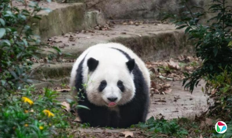导游称网红熊猫“花花”是残疾 中青旅致歉