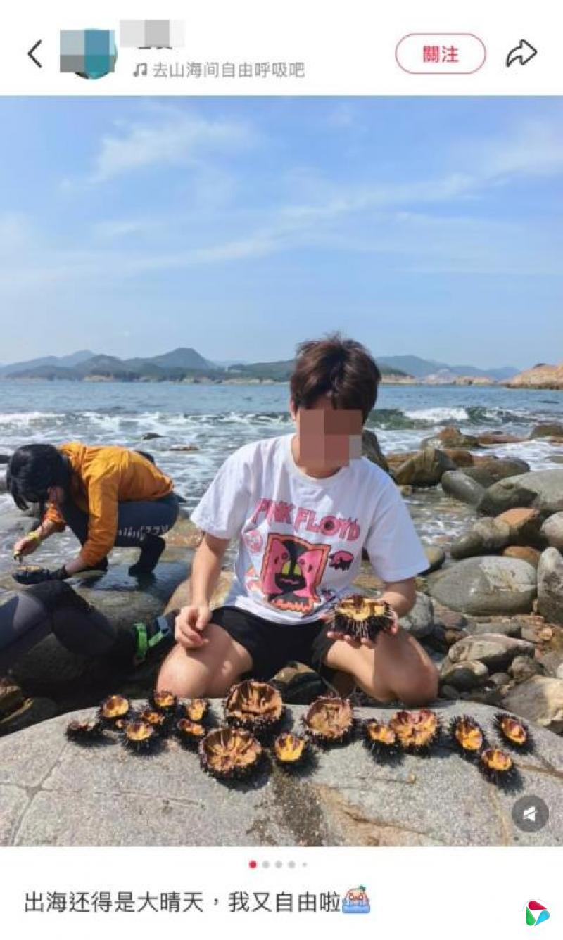 陆客香港火石洲捉海胆原地“开餐” 引破坏生态担忧