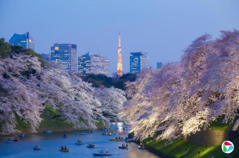 上世纪50年代造林埋祸根 日本花粉症成全国危机