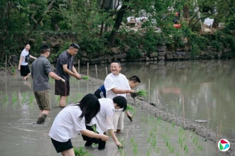 下午察:马云下田插秧