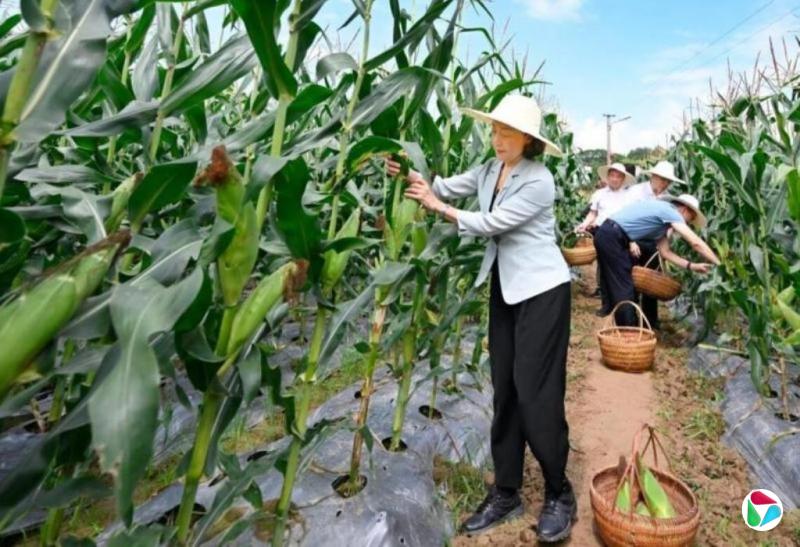 福州“70后”女书记郭宁宁下田采玉米