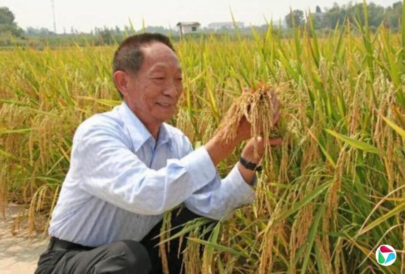 网红诋毁袁隆平水稻育种技术 账号被无限期封禁