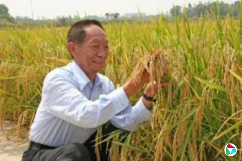沈阳警方称网红恶意曲解袁隆平科研成果 已被刑拘