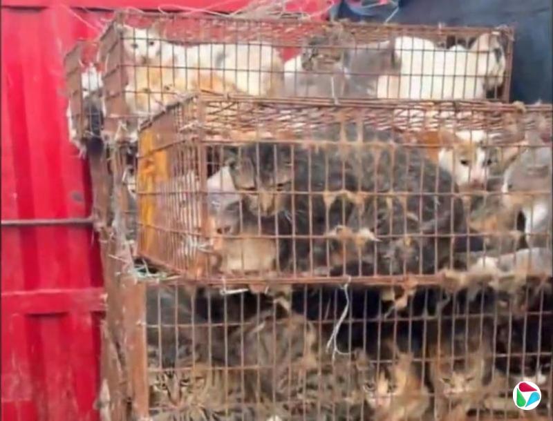 数百只猫遭盗窃转运 中国警方抓获两男