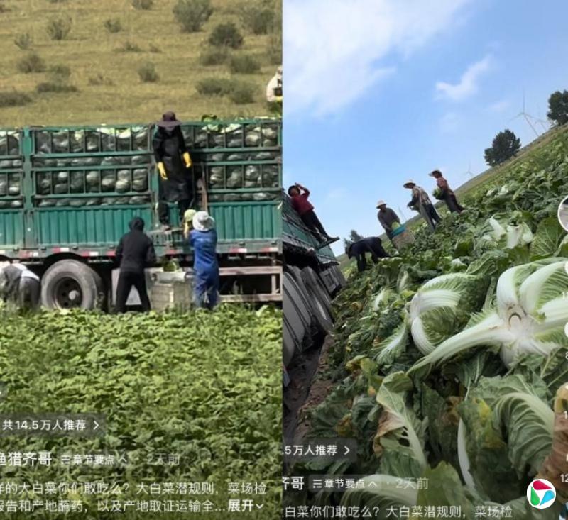 下午察:白菜坐不上冷藏车背后的经济账