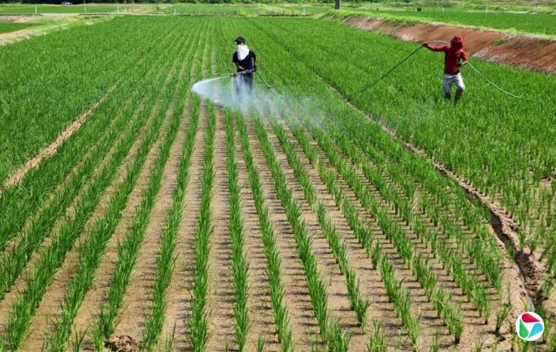 米价高涨饮食改变 日本人“少吃米”趋势持续