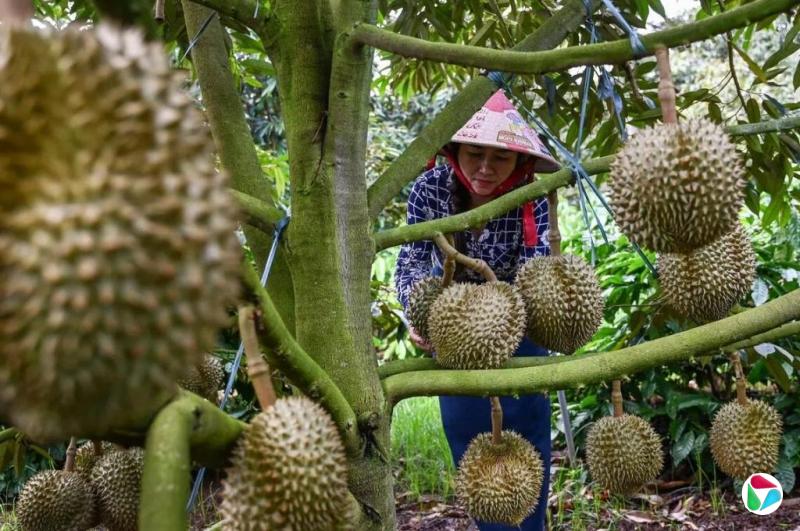 迎合中国庞大需求 越南咖啡农改种榴梿致富