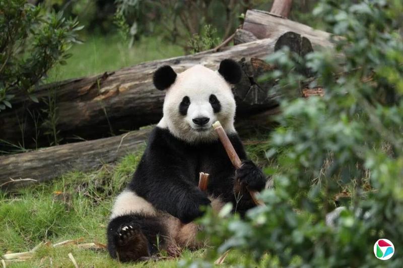 王舒杨:成都的升级版“巴适”