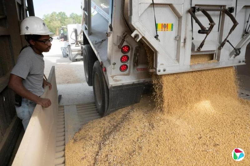 中国9月大豆进口1188万吨 同比下降7.7%