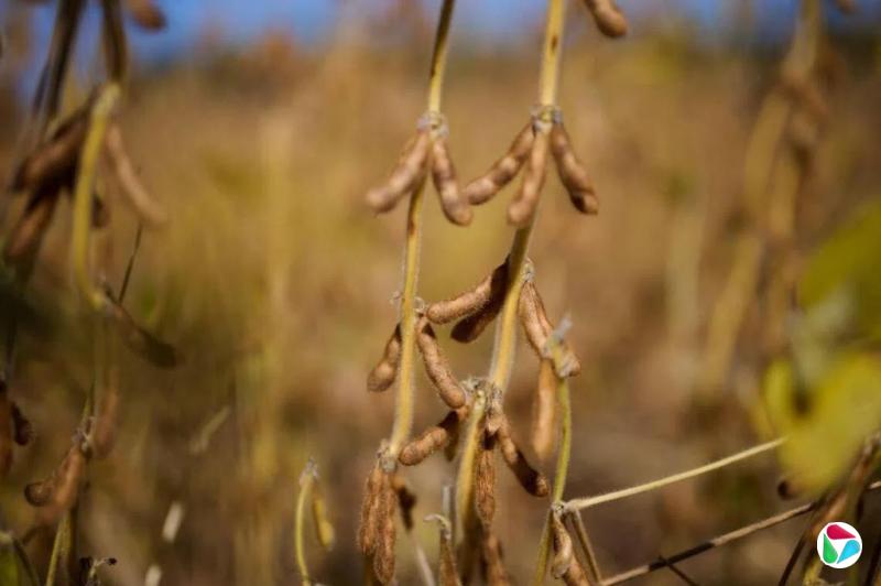 中国9月进口美大豆36万吨 去年同期为零